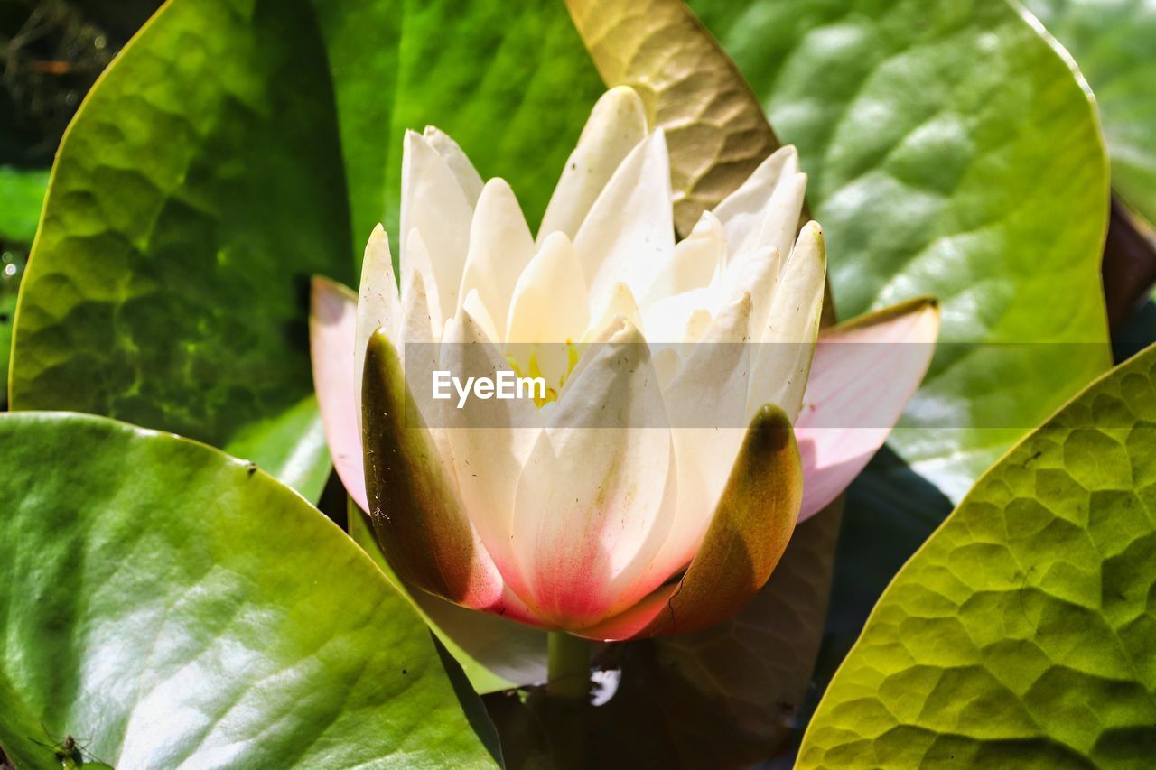 leaf, plant, plant part, flower, flowering plant, beauty in nature, freshness, close-up, green, nature, growth, fragility, petal, macro photography, flower head, inflorescence, water lily, yellow, aquatic plant, water, no people, lily, day, outdoors, proteales, botany, blossom, focus on foreground, lotus water lily