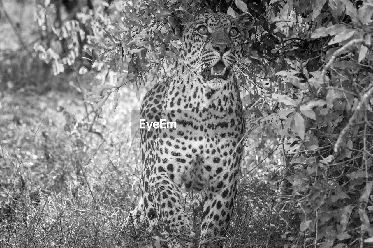 Portrait of leopard standing in forest