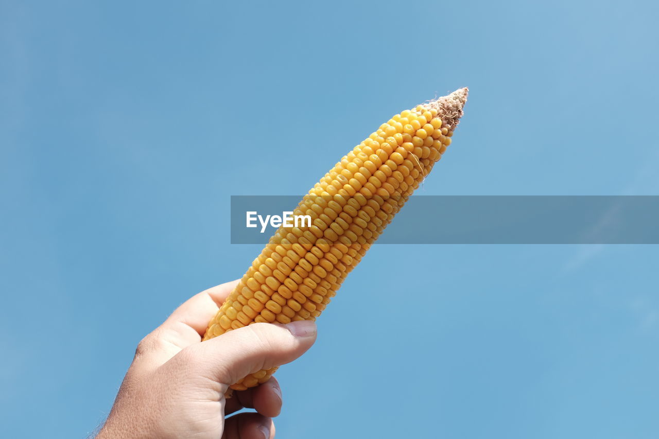 Cropped image of hand holding sweetcorn against blue sky