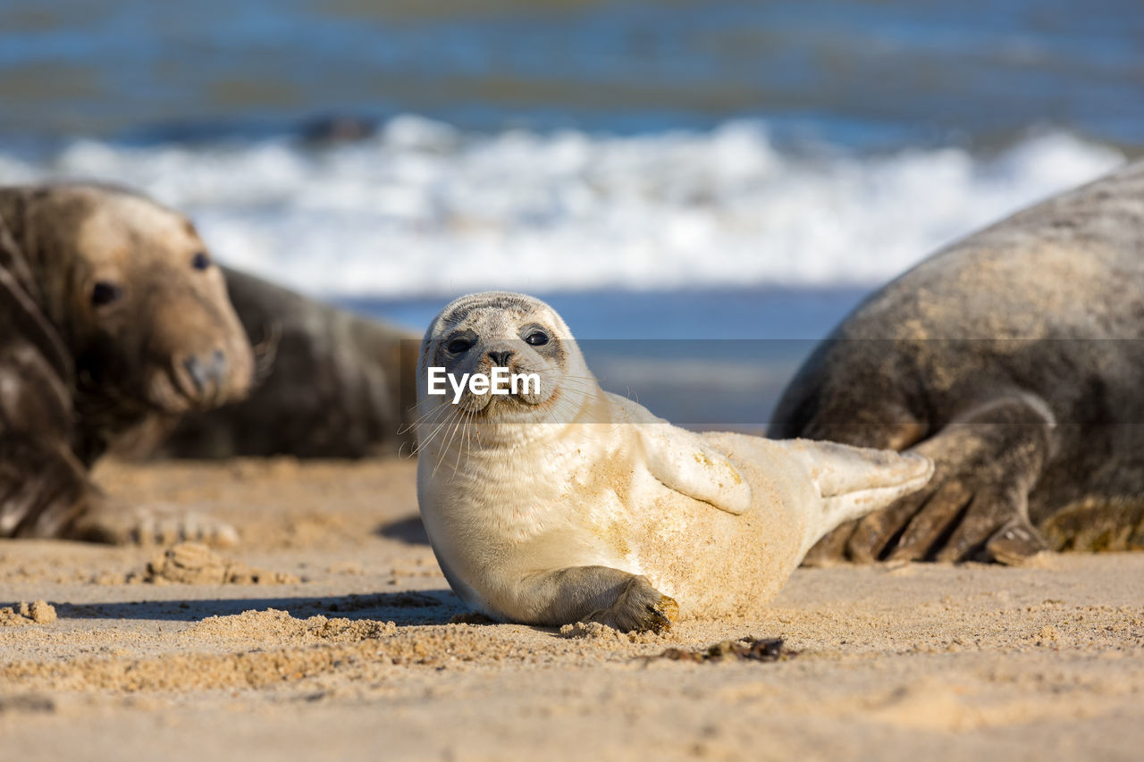 Seal pup posing on the beach