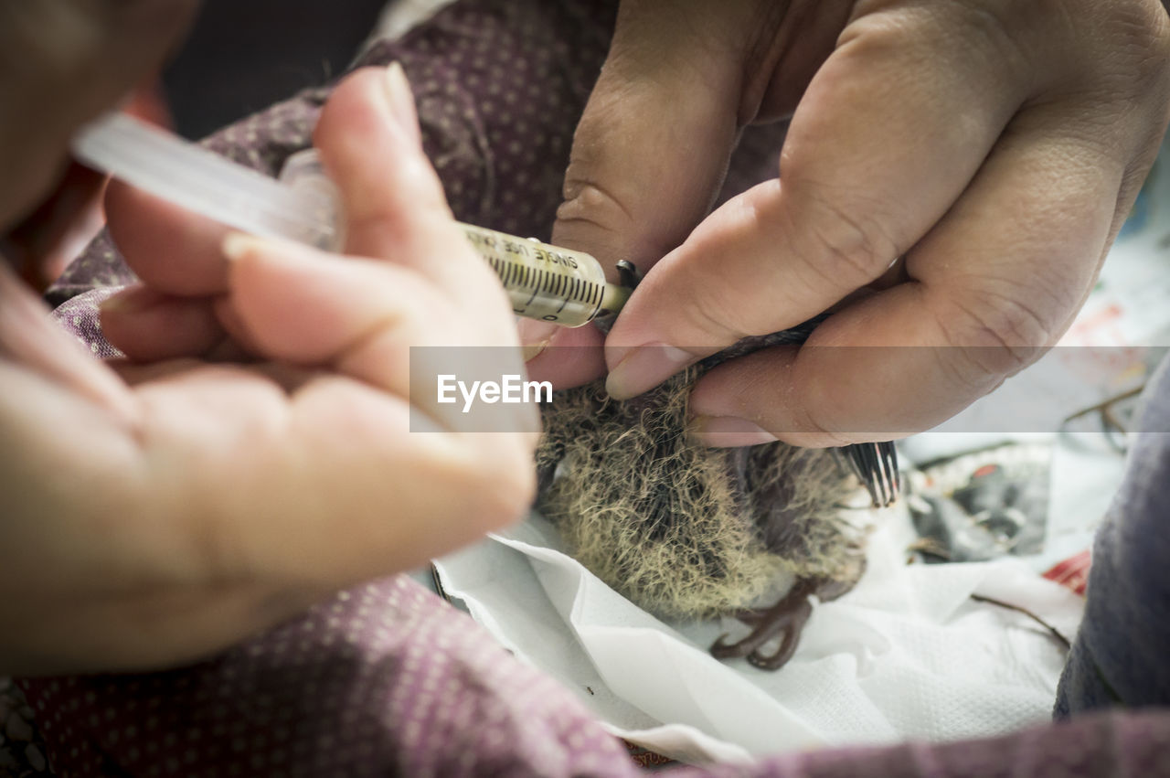 Close-up of person injecting bird