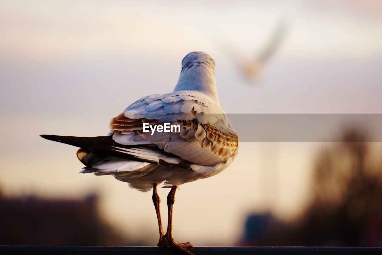 Rear view of bird perching on object