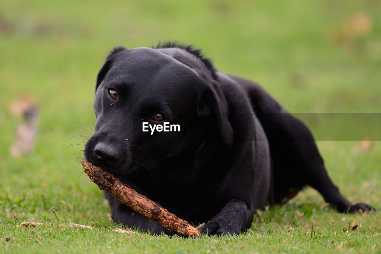 Portrait of black labrador with stick on grassy field