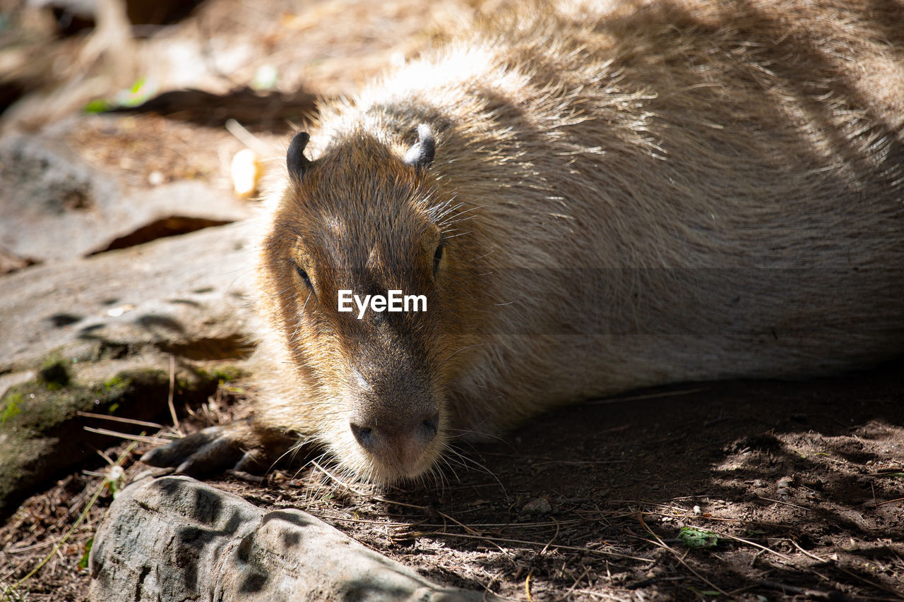 Close-up of an animal on field - capybara