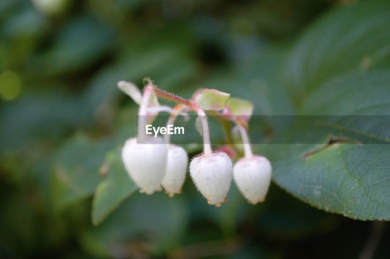 Close-up of white flowering plant