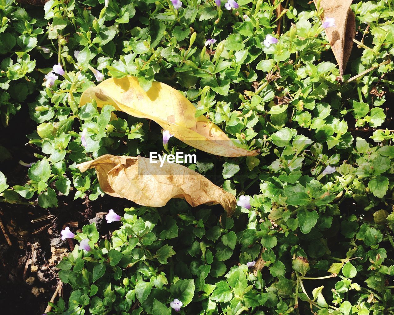 CLOSE-UP OF FRESH GREEN PLANT