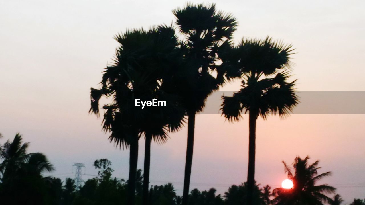 LOW ANGLE VIEW OF PALM TREES AGAINST SKY