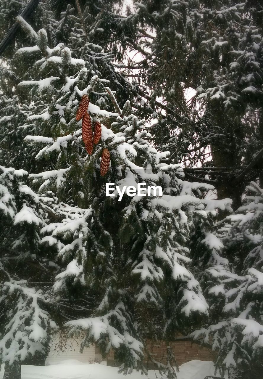 Tranquil scene of snow covered forest