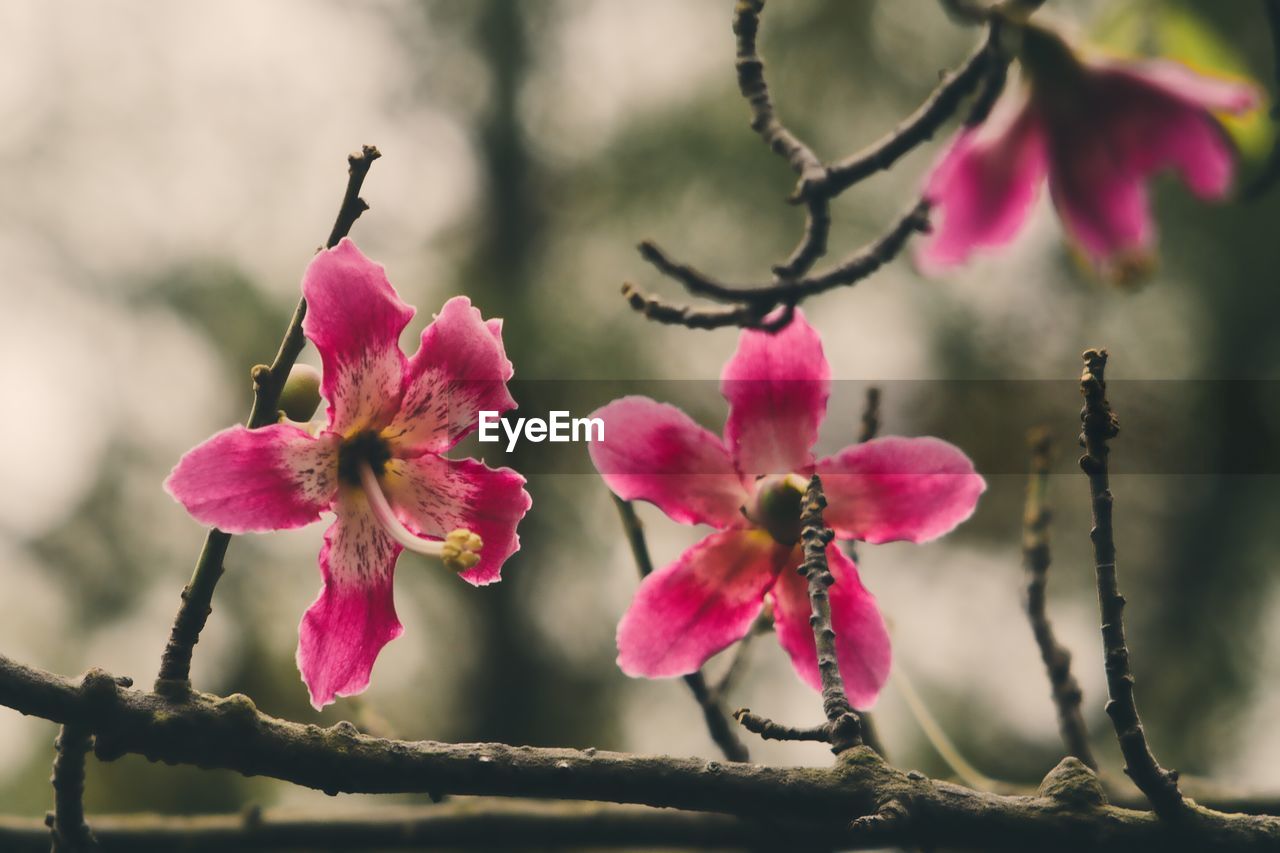 Close-up of pink flowers on tree