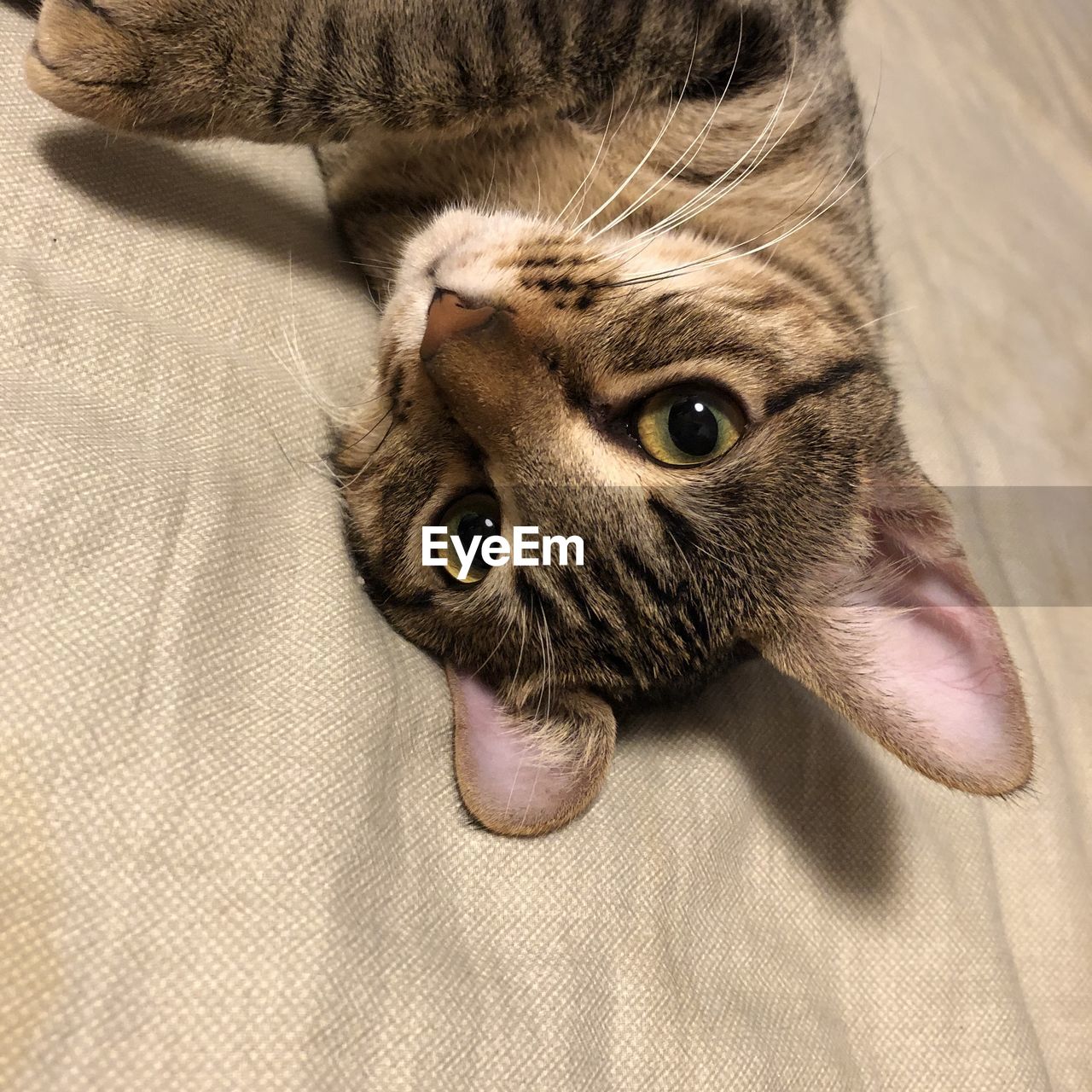 Close-up portrait of a cat