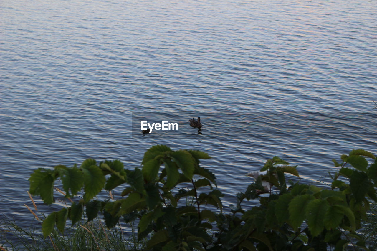 CLOSE-UP OF BIRD IN WATER