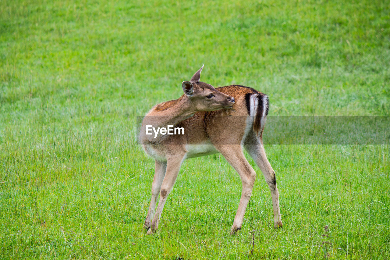 Deer standing on grassy field