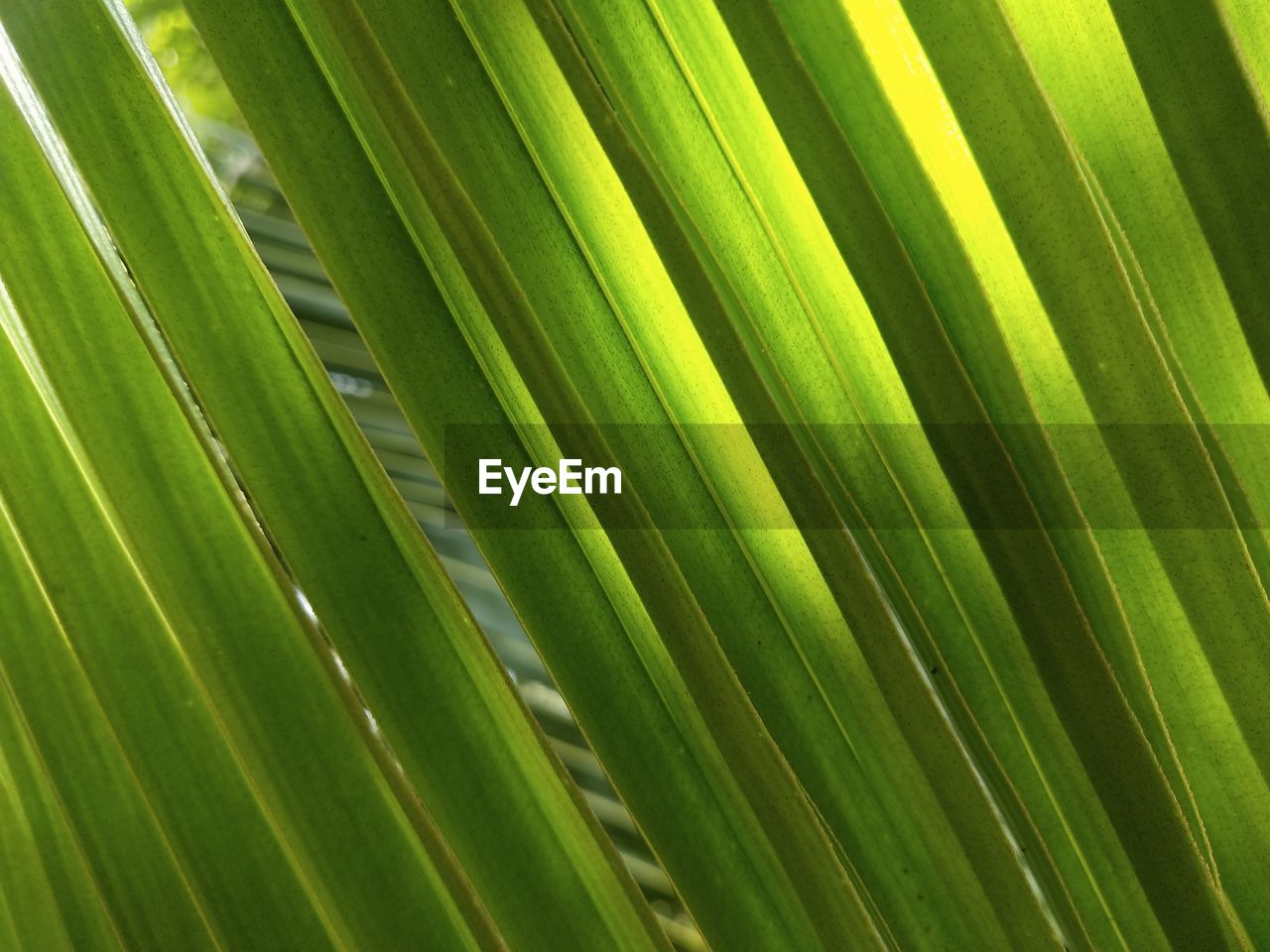 Full frame shot of palm leaves