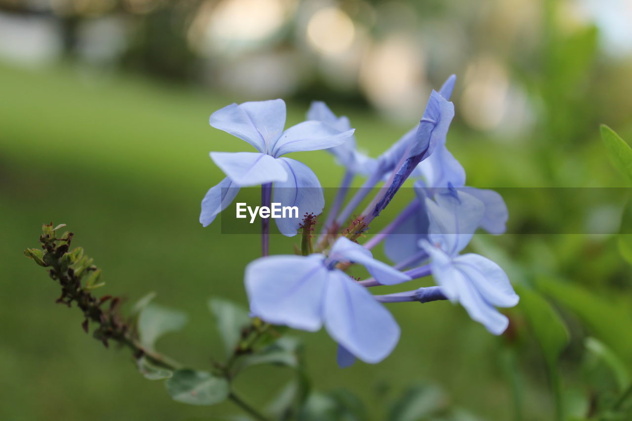 CLOSE-UP OF FLOWERING PLANT