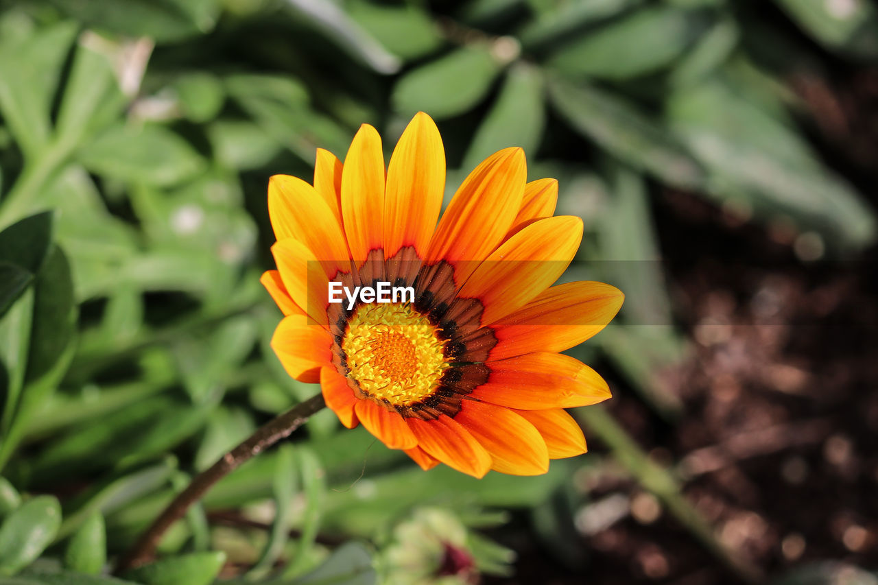 Close-up of orange flower