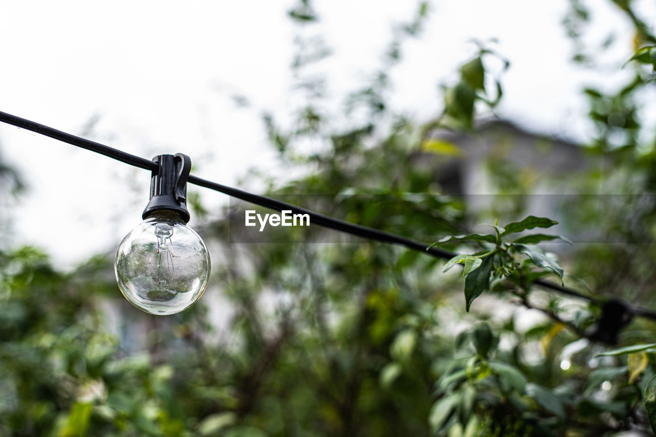 LOW ANGLE VIEW OF LIGHT BULB HANGING FROM TREE