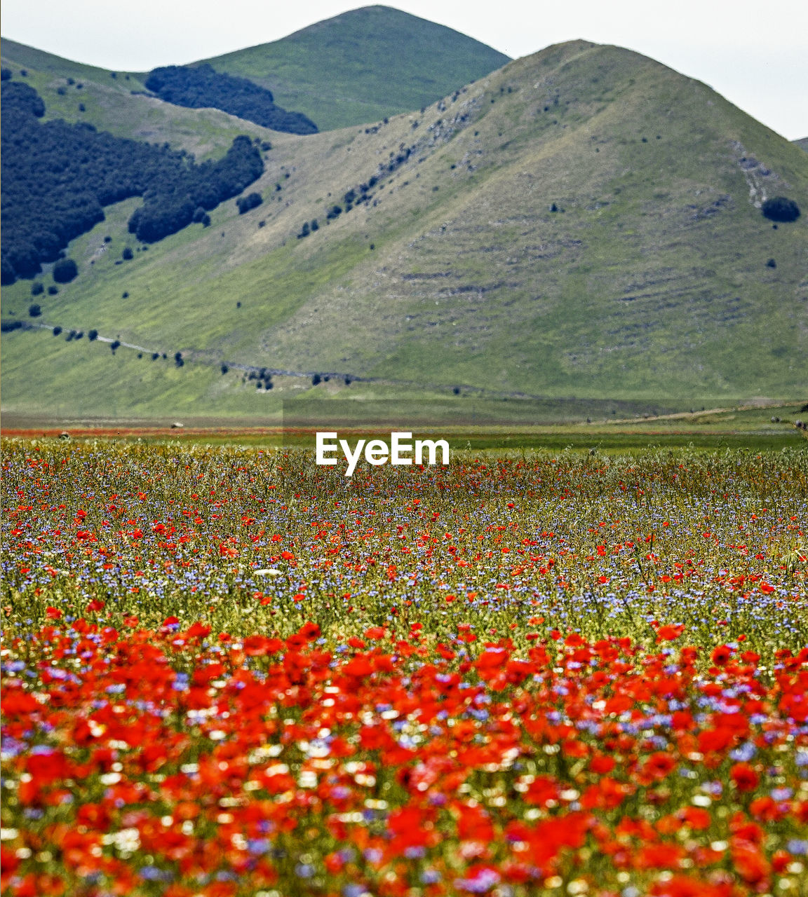 Scenic view of field against mountain