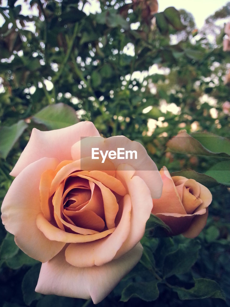 CLOSE-UP OF ROSE WITH FLOWER