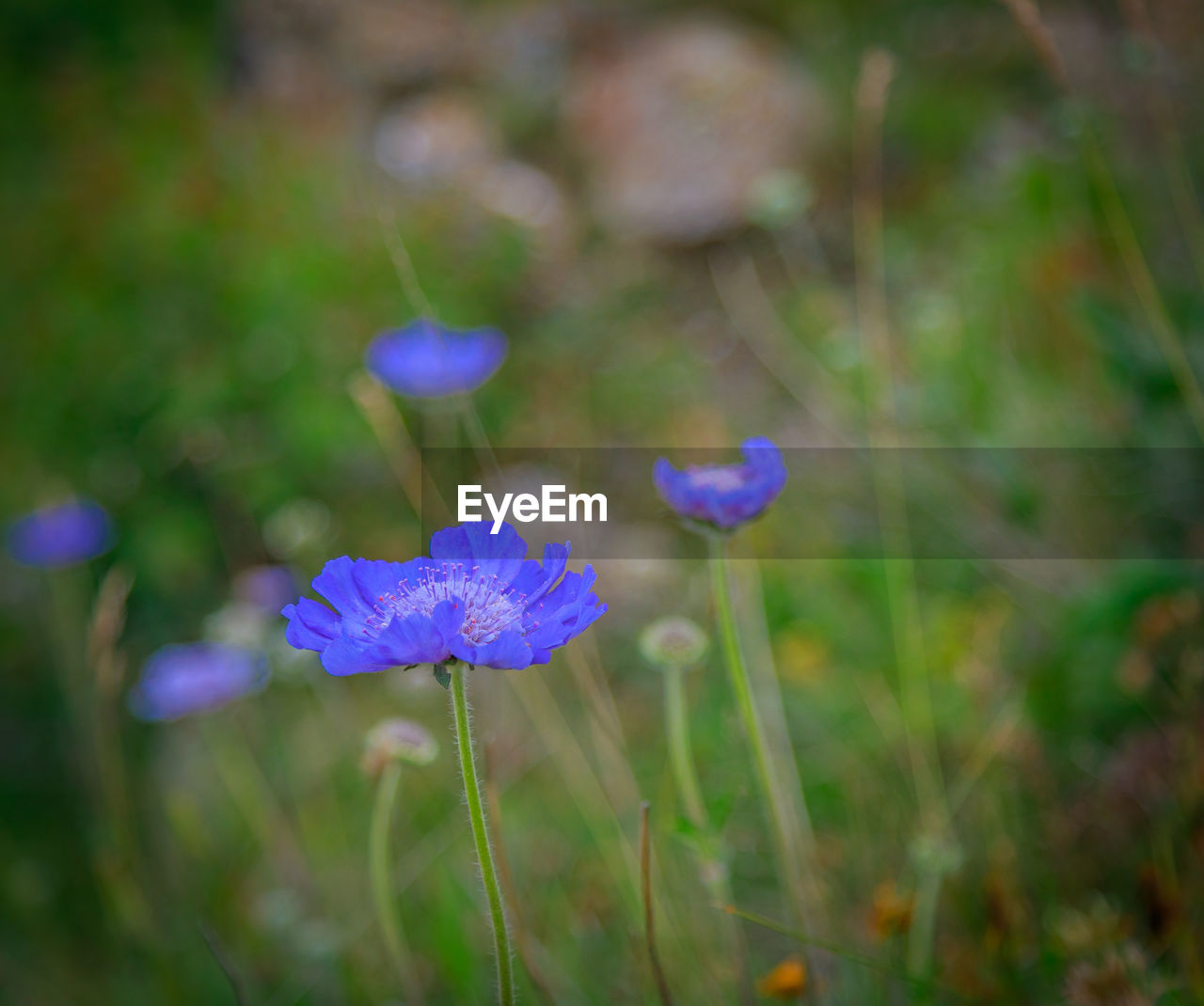 flower, flowering plant, plant, nature, beauty in nature, freshness, purple, macro photography, close-up, fragility, meadow, growth, flower head, blue, no people, field, inflorescence, grass, land, wildflower, medicine, outdoors, summer, petal, botany, focus on foreground, environment, plain, green, prairie, multi colored, springtime, blossom, day, food, healthcare and medicine, selective focus, animal wildlife, alternative medicine