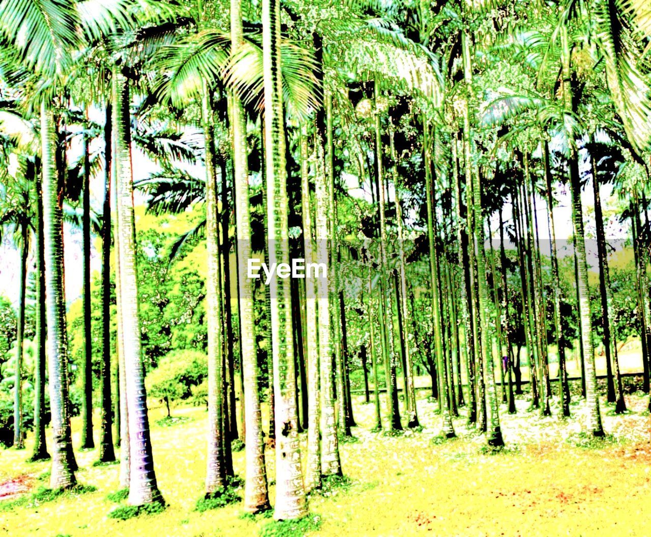 VIEW OF BAMBOO FOREST