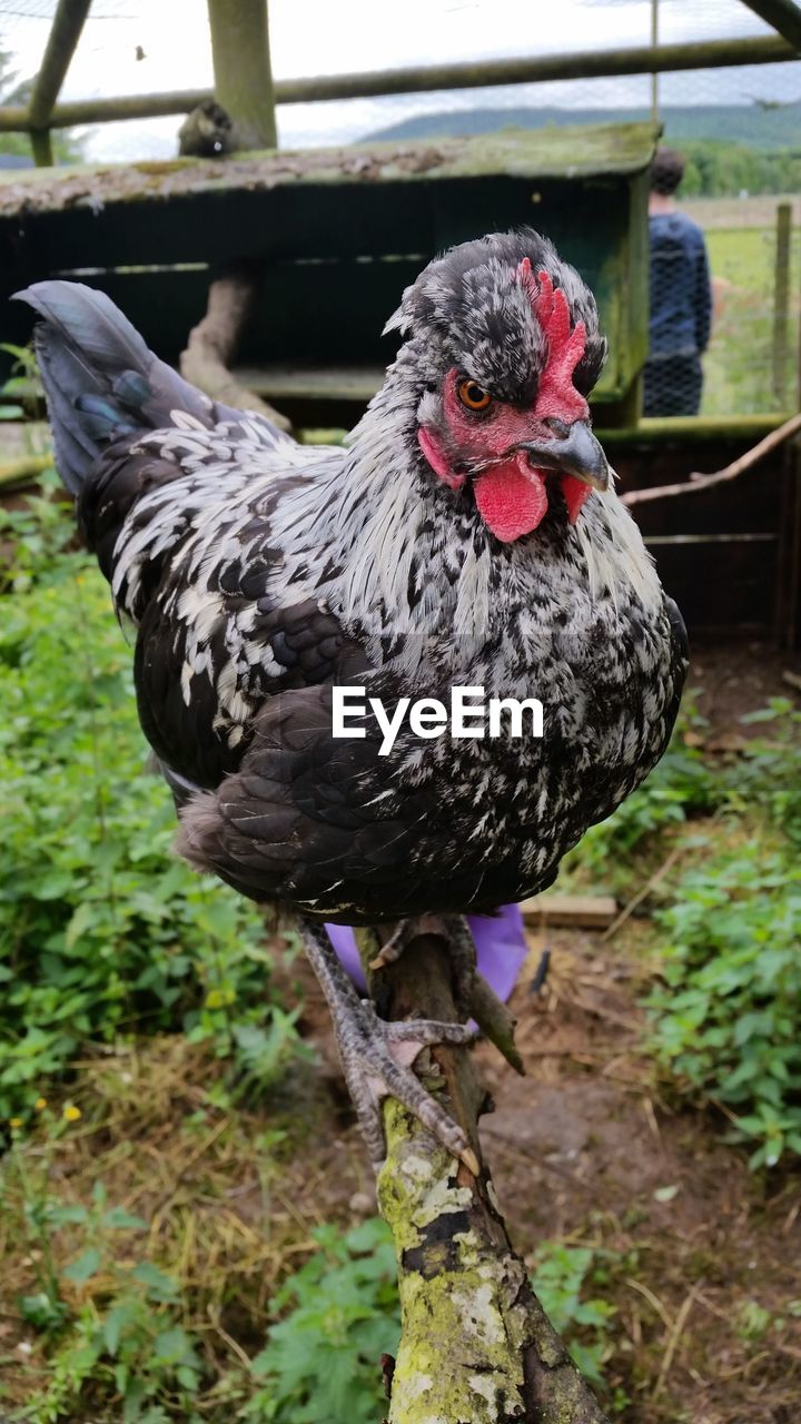 CLOSE-UP OF A DUCK