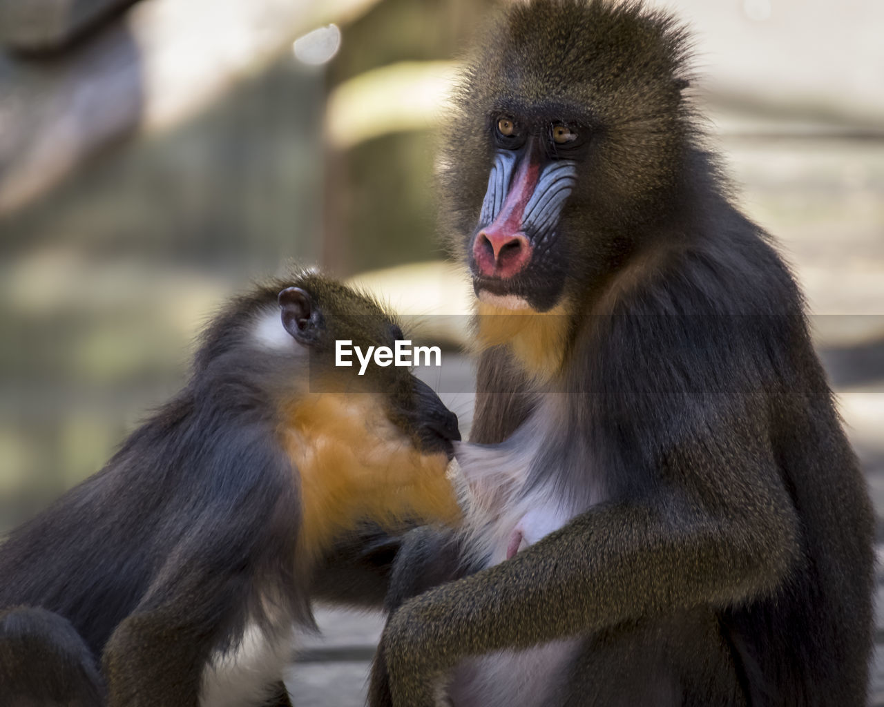 CLOSE-UP OF MONKEY OUTDOORS