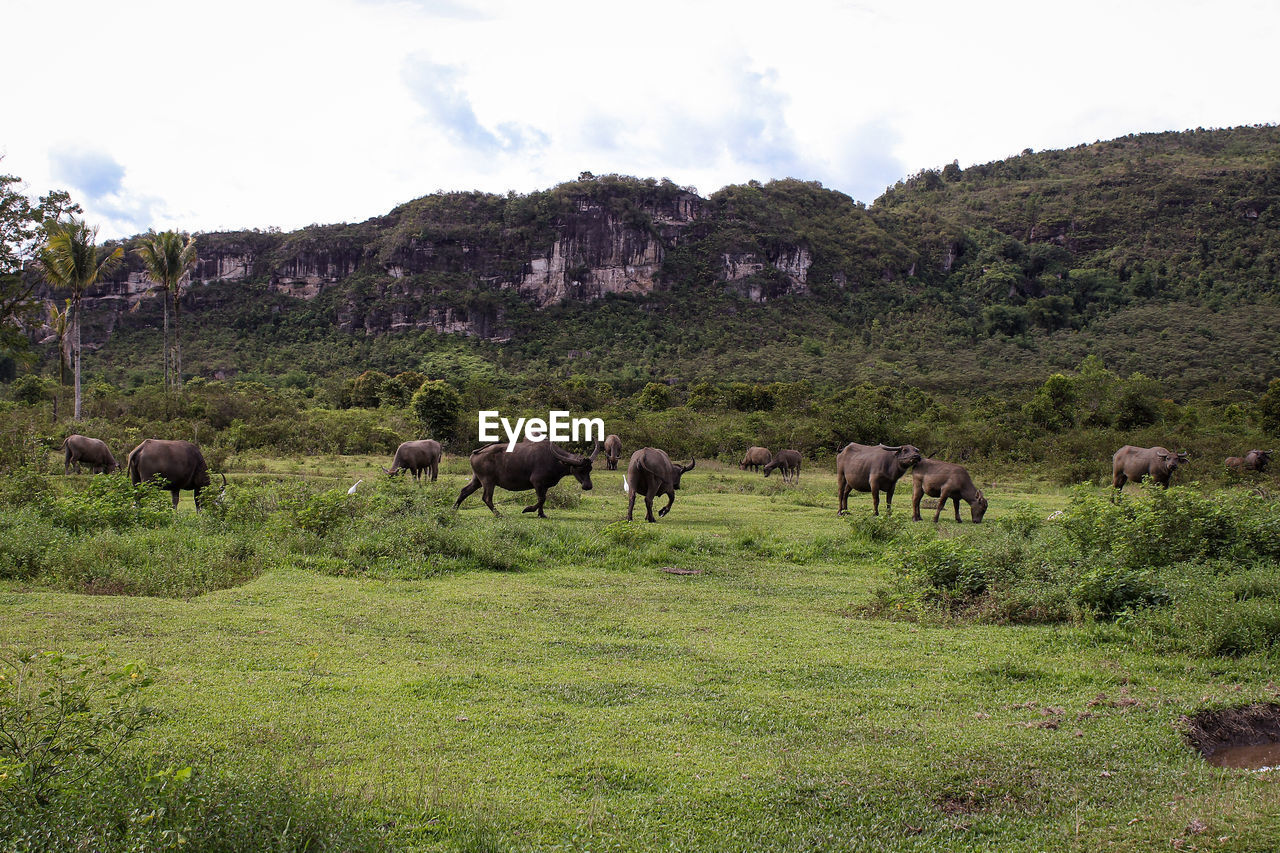 Buffaloes grazing in field