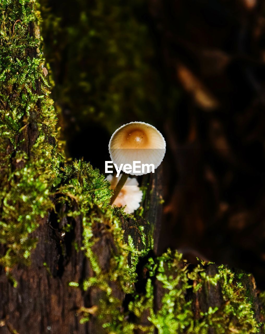 Close-up of mushroom growing in forest