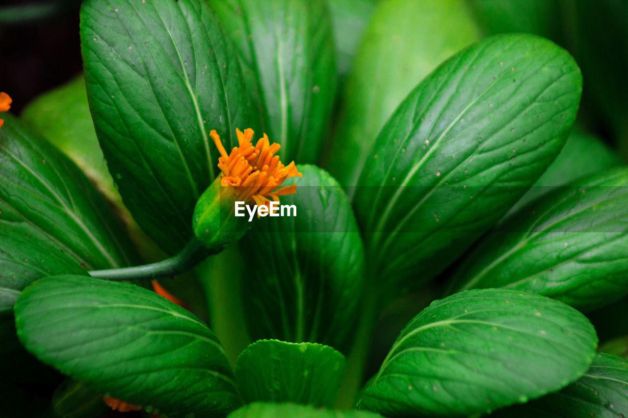 flower, plant, green, flowering plant, freshness, macro photography, beauty in nature, nature, leaf, plant part, close-up, yellow, growth, botany, no people, outdoors, food, flower head, petal, multi colored, food and drink, fragility, blossom, plant stem, travel destinations, inflorescence, botanical garden, vegetable