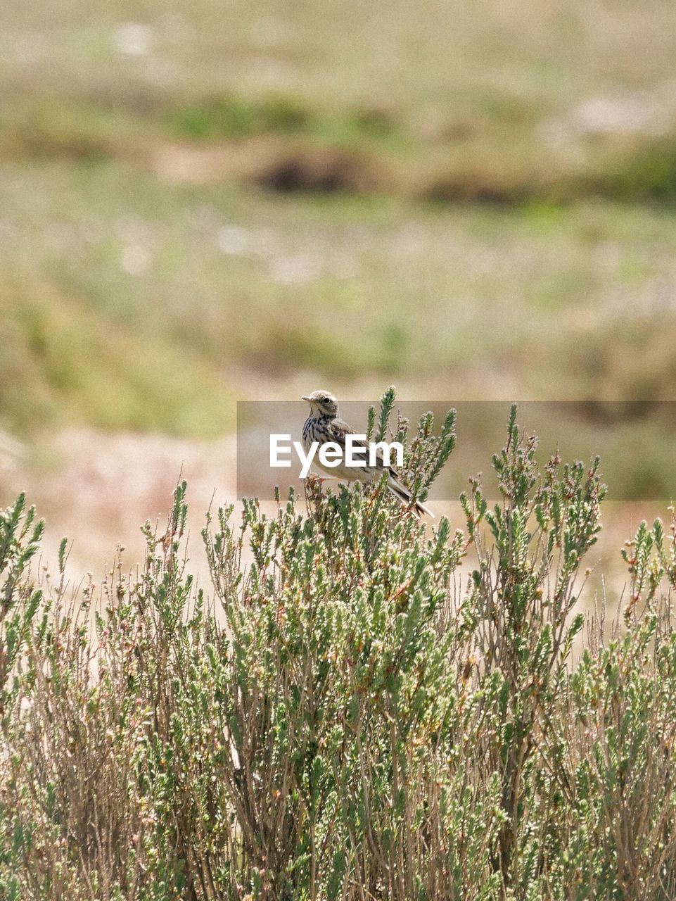 BIRD PERCHING ON PLANT IN FIELD