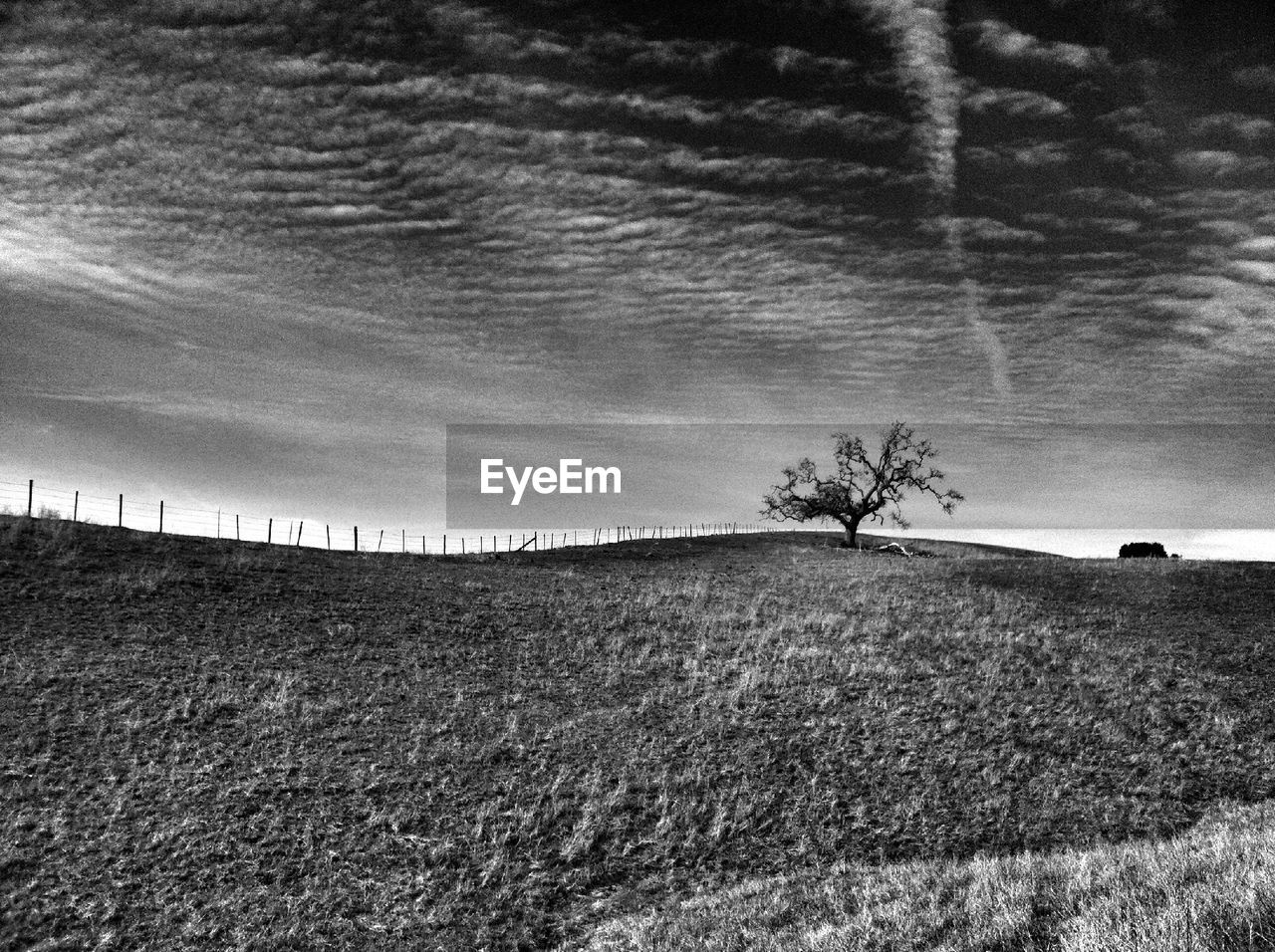 TREES ON LANDSCAPE