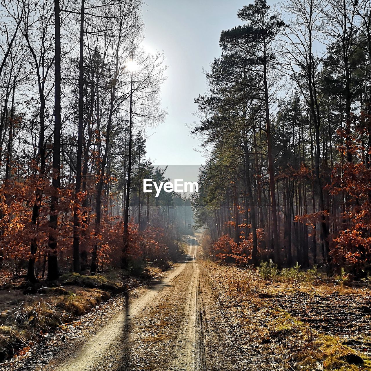 ROAD AMIDST TREES IN FOREST AGAINST SKY