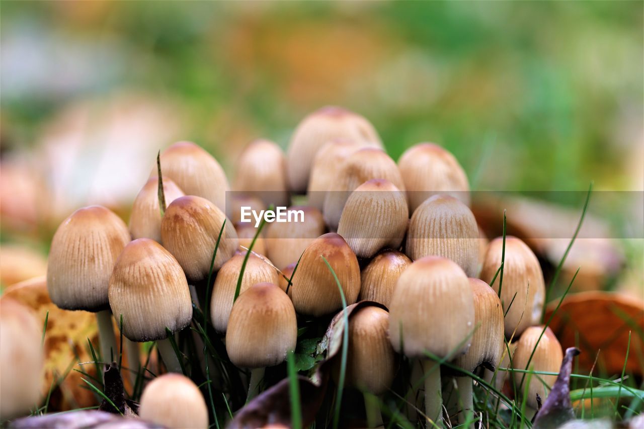 Close-up of mushrooms growing on field