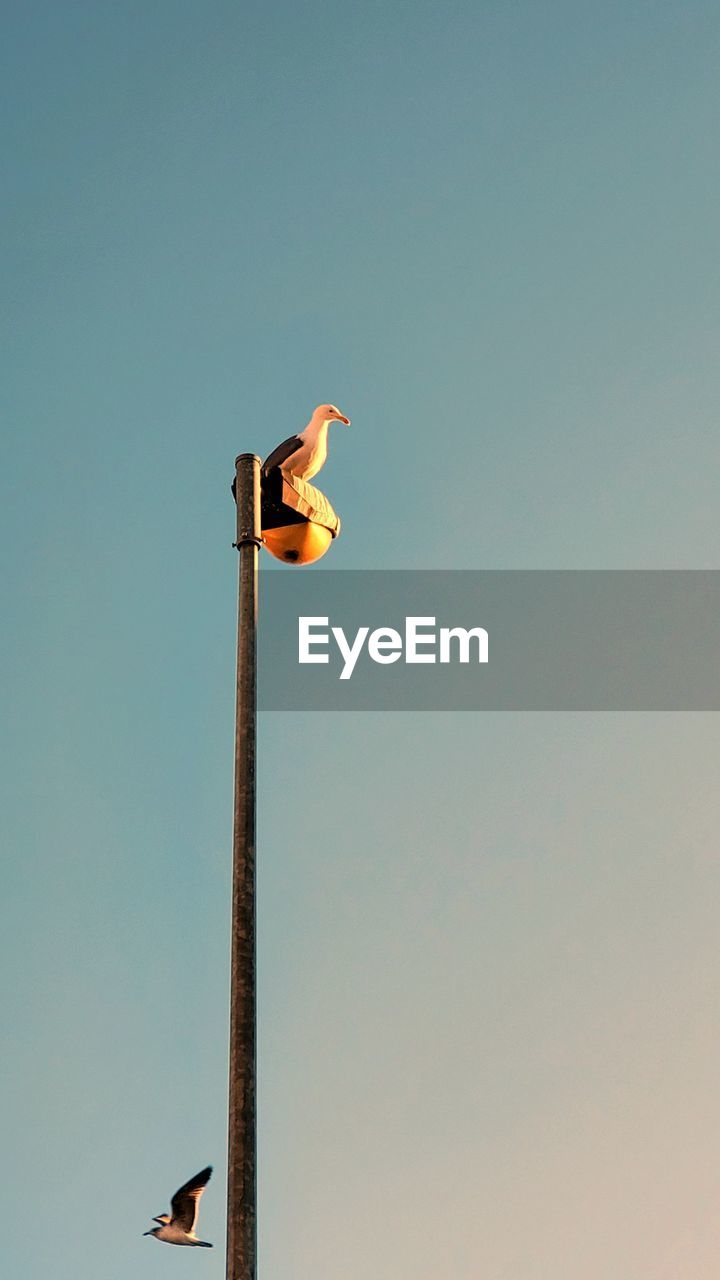 Low angle view of bird perching on street light