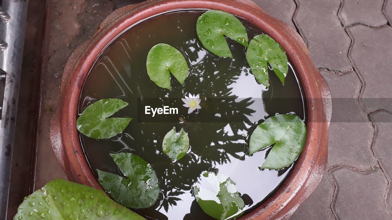 HIGH ANGLE VIEW OF POTTED PLANT FLOATING ON WATER IN BOWL