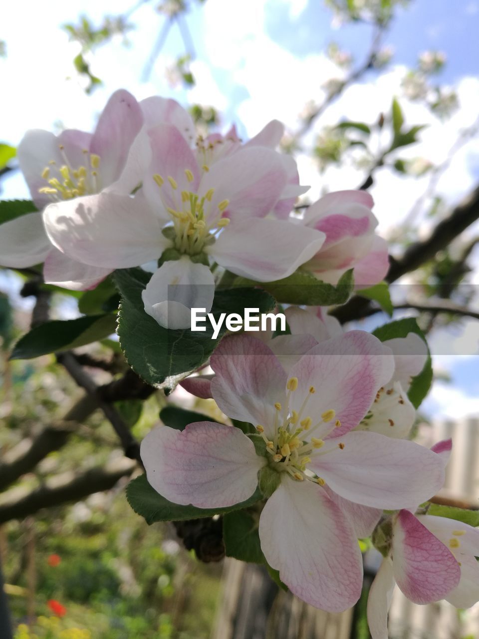 CLOSE-UP OF FRESH WHITE FLOWERS BLOOMING IN TREE