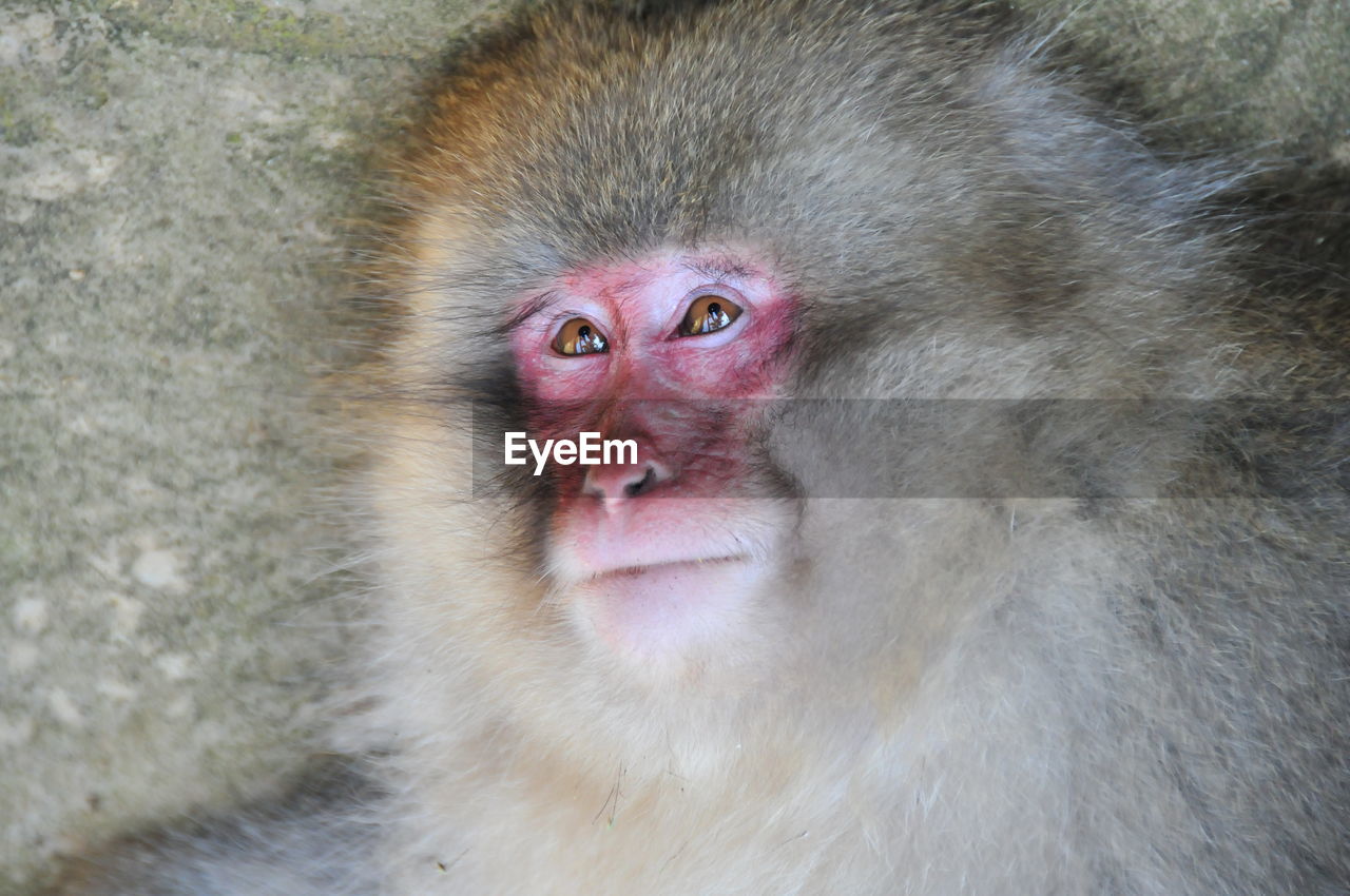 PORTRAIT OF MONKEY WITH MOUTH OPEN