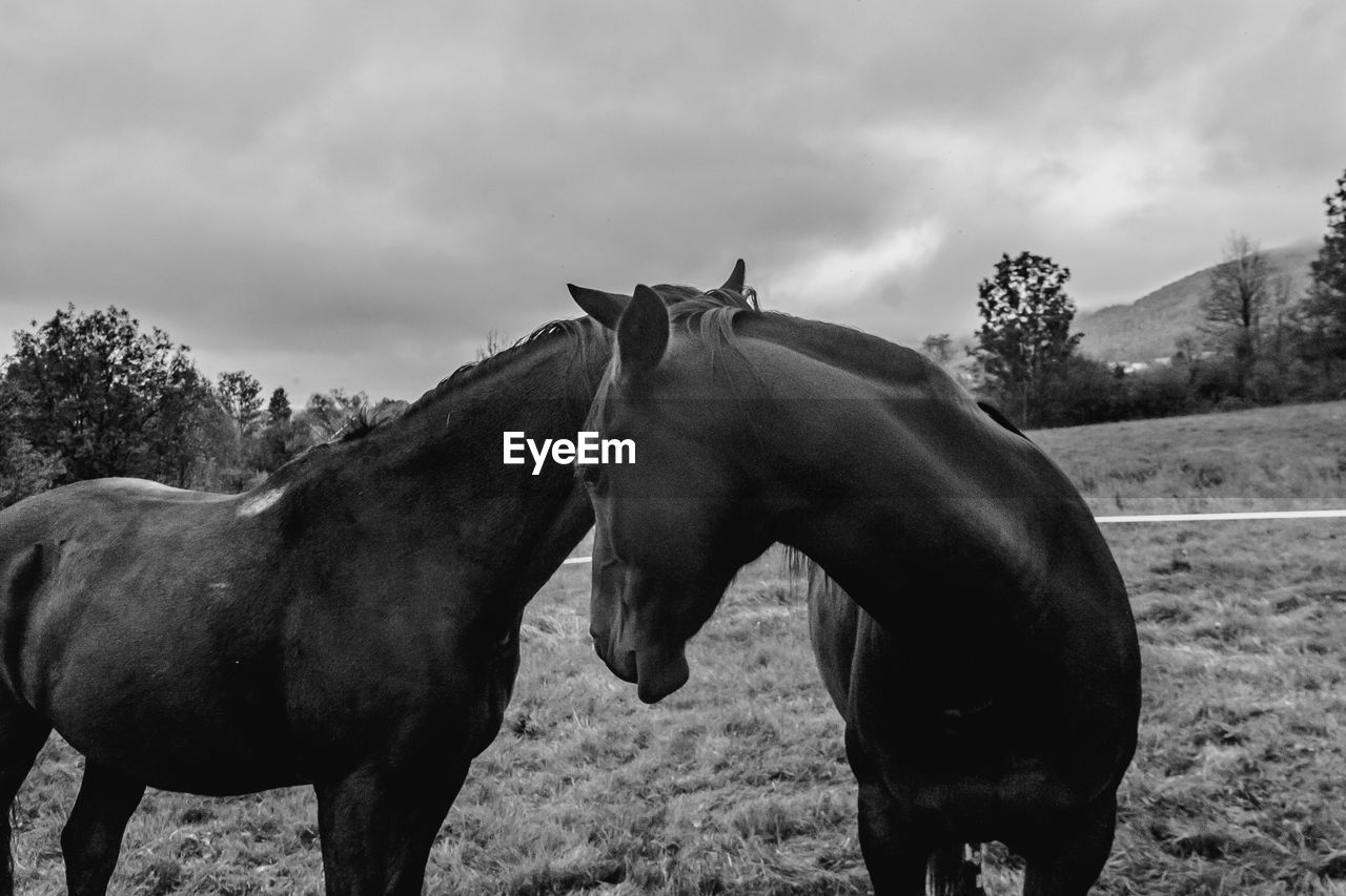 HORSES STANDING IN RANCH