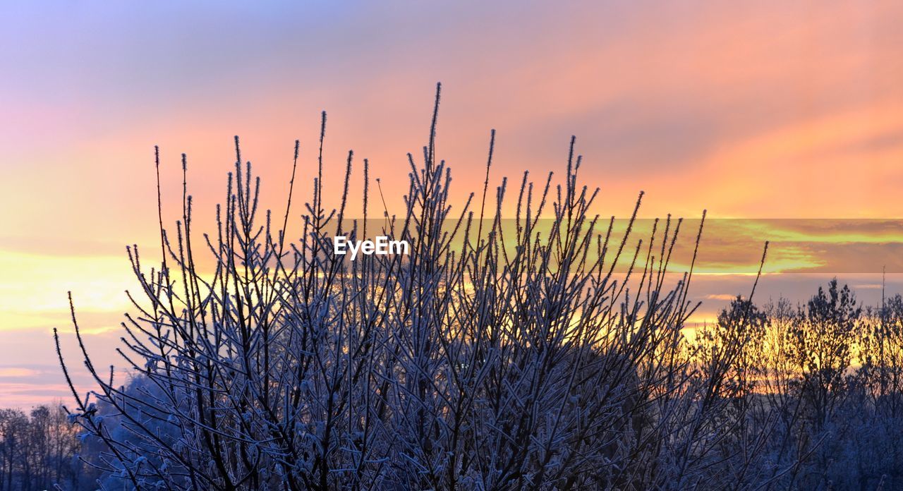 Close-up of plants against sky during sunset