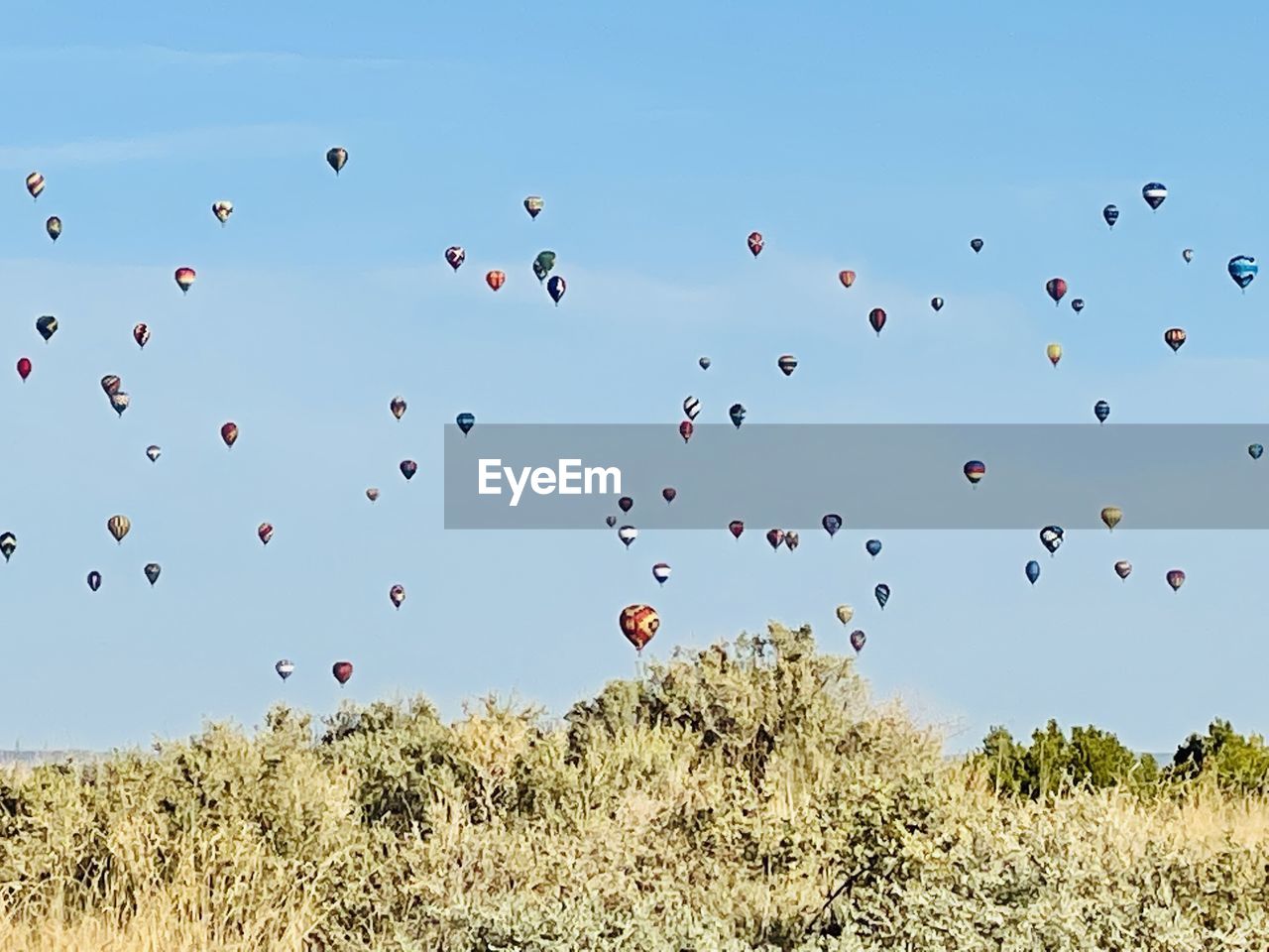 FLOCK OF HOT AIR BALLOONS FLYING OVER FIELD