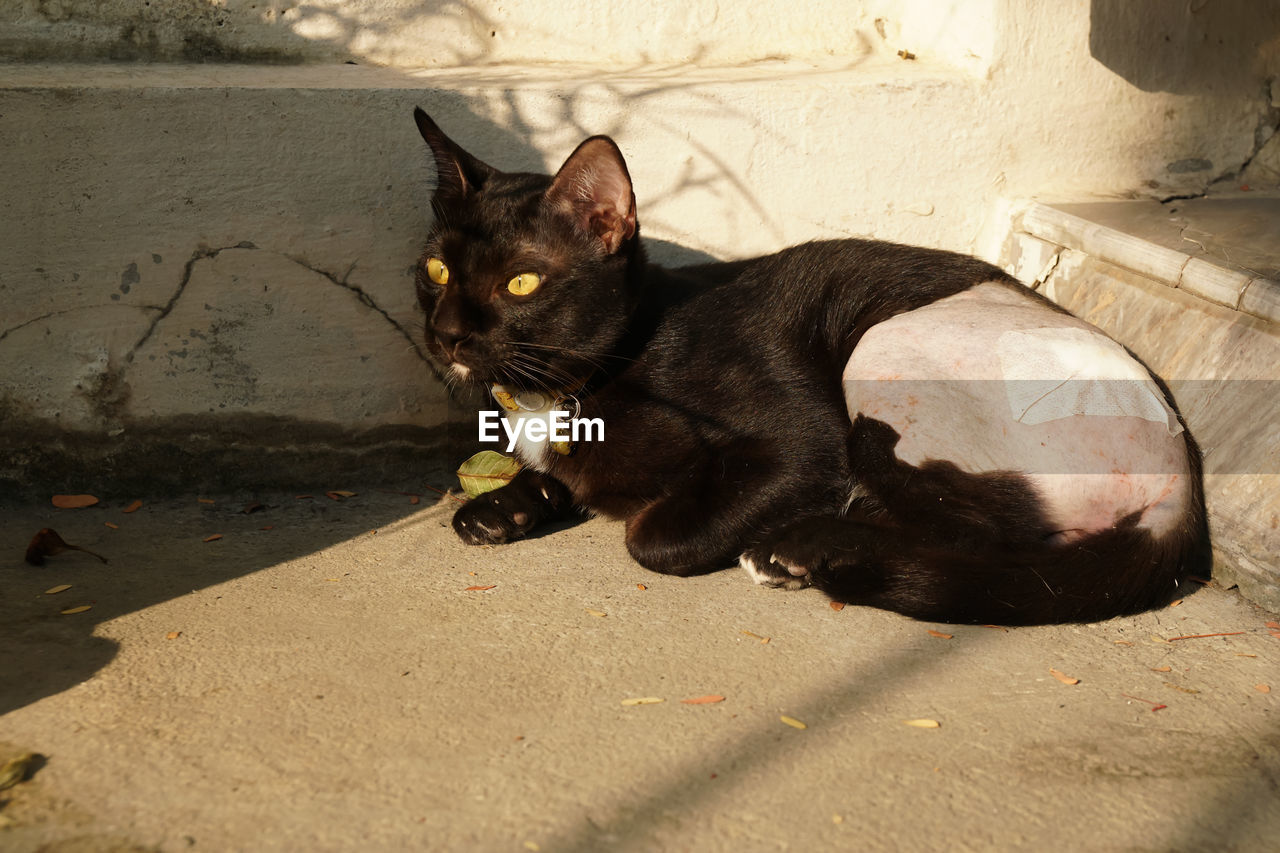 BLACK CAT SITTING ON FLOOR