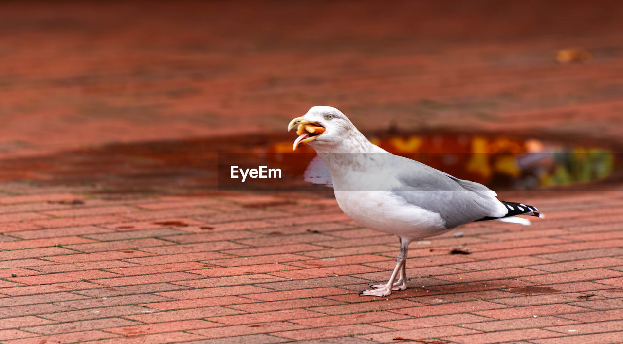 close-up of seagull perching on footpath