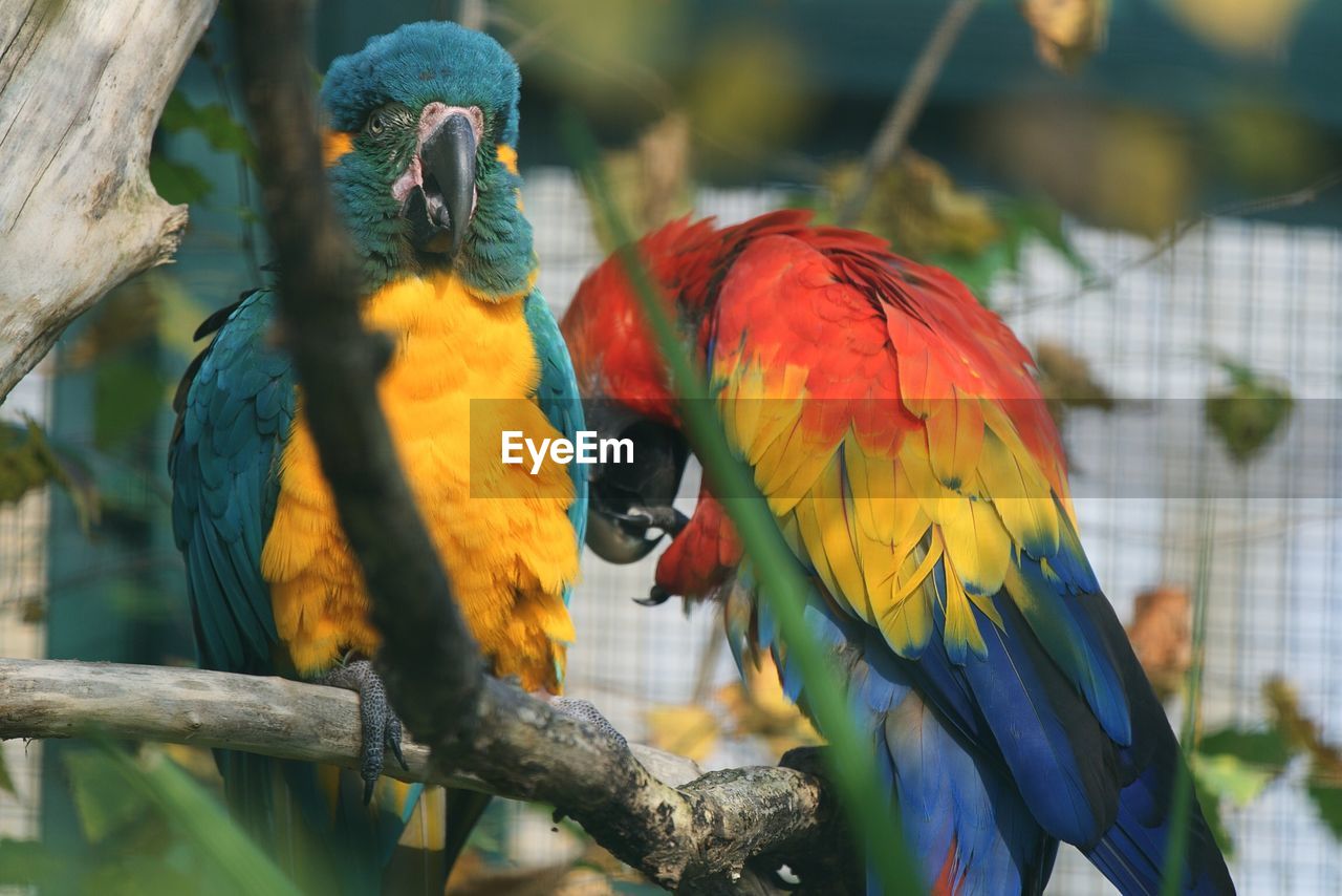 Close-up of parrot perching on tree