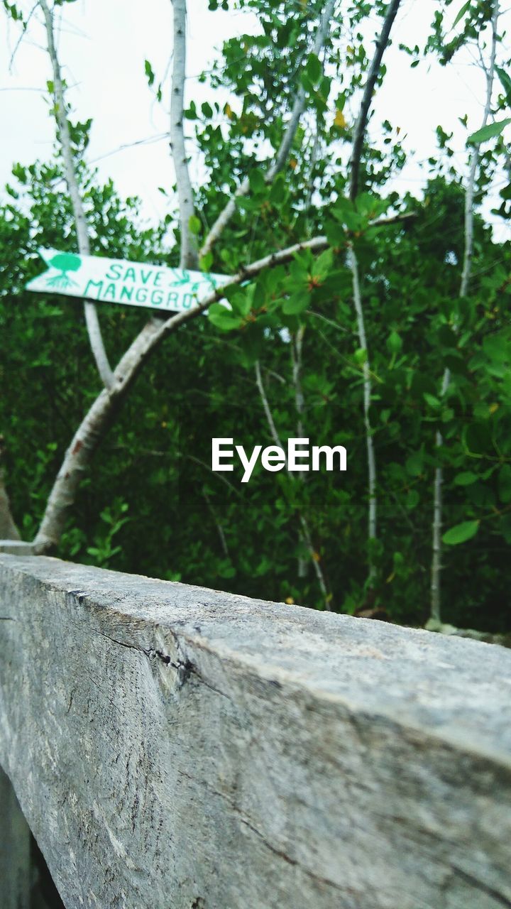 CLOSE-UP OF PLANT BY WALL