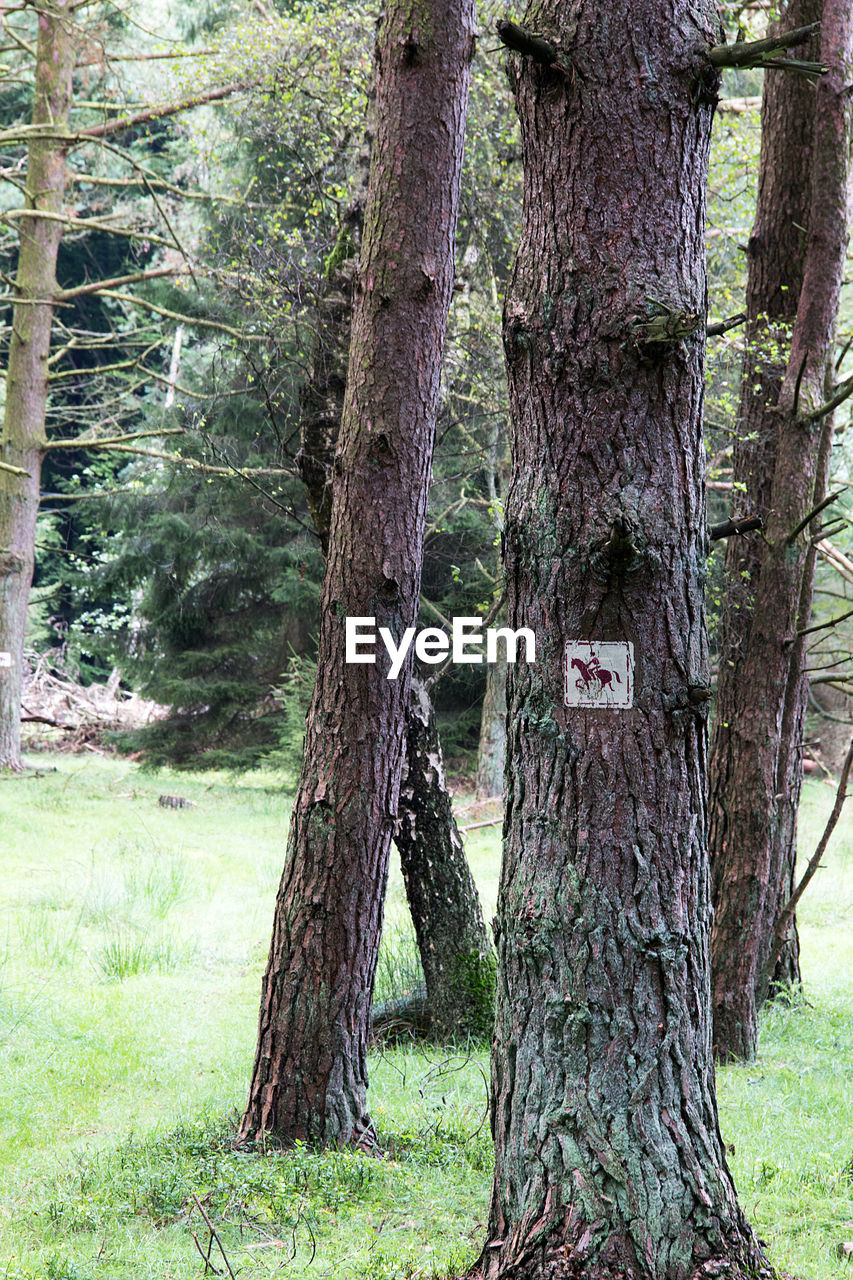 VIEW OF TREES IN FOREST