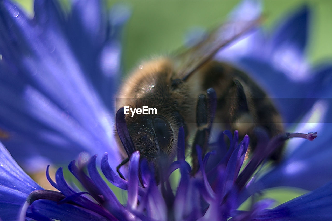 CLOSE-UP OF HONEY BEE ON PURPLE FLOWER