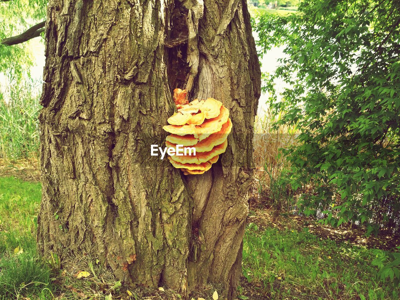 CLOSE-UP OF TREE TRUNK