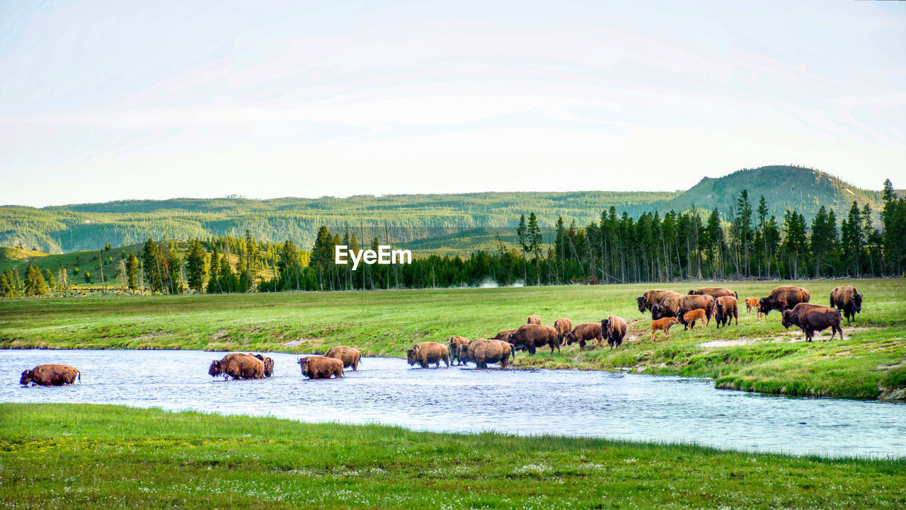 Herd of bison cross river in yellowstone national park