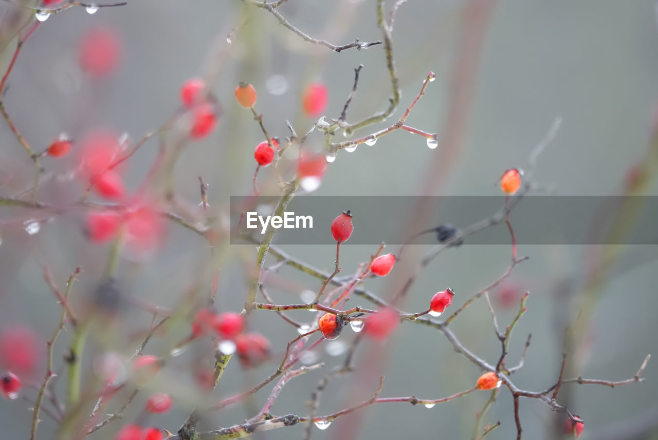 CLOSE-UP OF RED BERRIES ON TREE