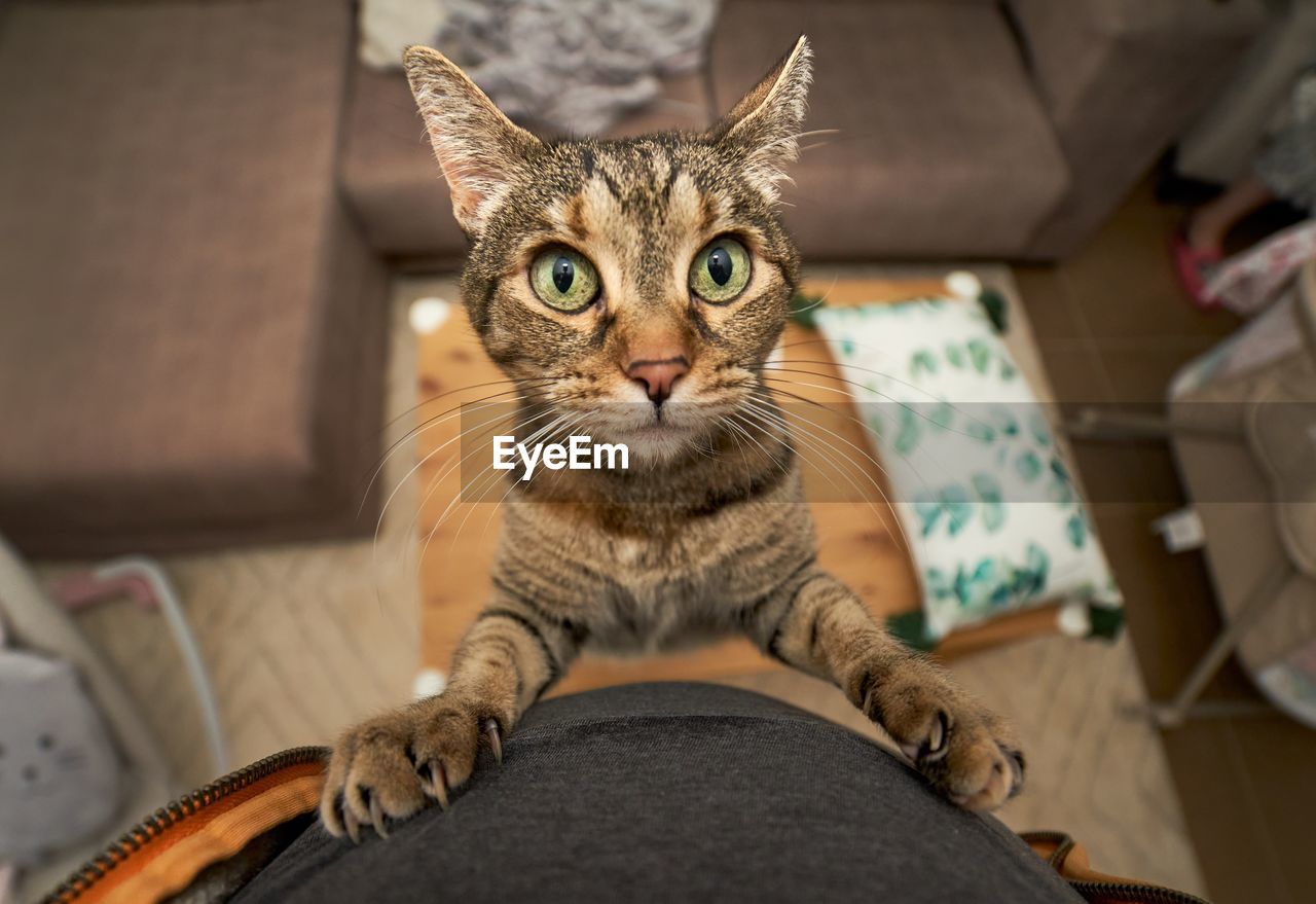 PORTRAIT OF TABBY CAT SITTING ON SOFA